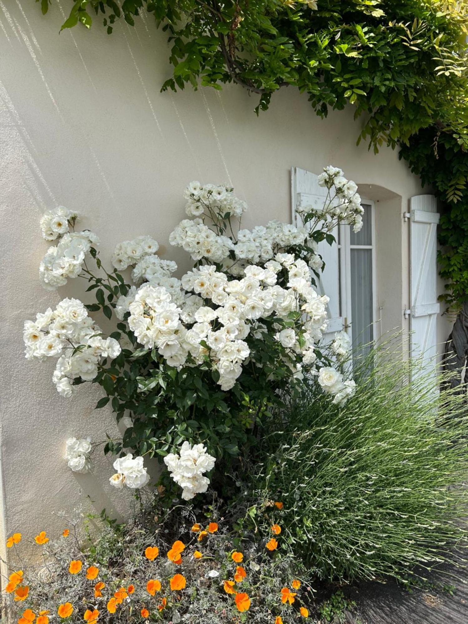 La Glycine B&B Sainte-Colombe  Eksteriør bilde